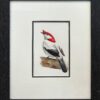Image of framed Bird, Red Head by Jung Jang