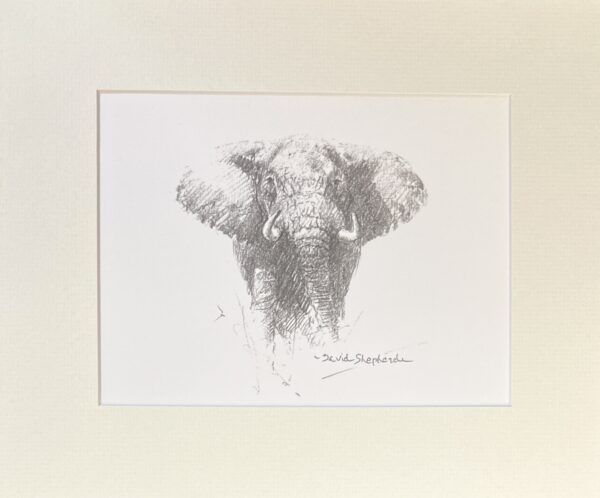 Image of David Shepherd Elephant wildlife sketch print