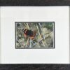 Image of framed Red Admiral by Andrew Micallef