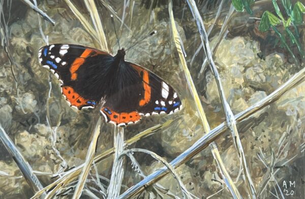 Image of Red Admiral by Andrew Micallef