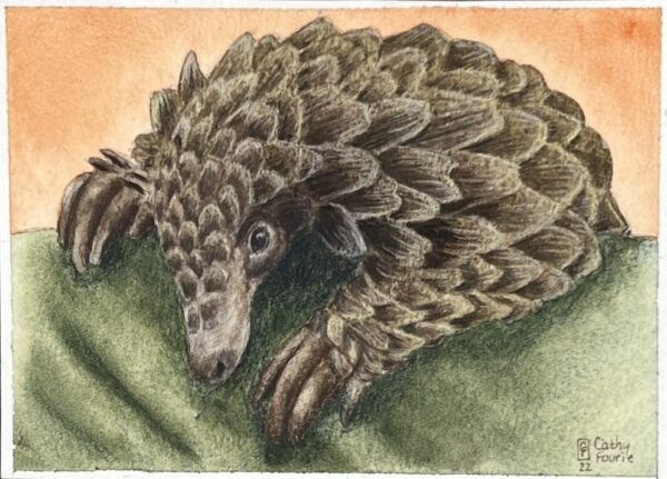 Image of Pangolin by Cathy Fourie