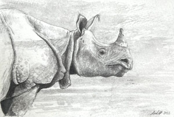 Image of One Horned Rhino by Neal Griffin