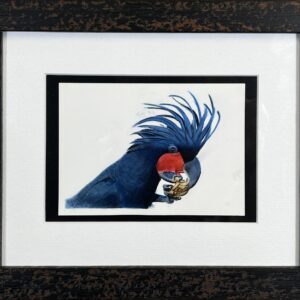 Image of framed Palm Cockatoo by Michaelah Baburin