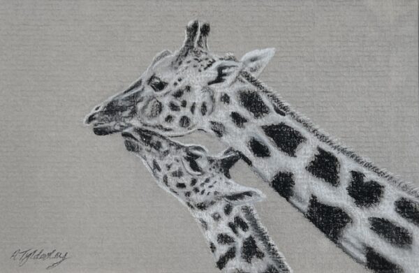 Image of Giraffes by Amber Tyldesley
