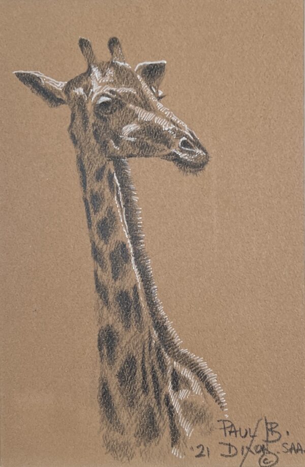 Image of Giraffe by Paul Dixon