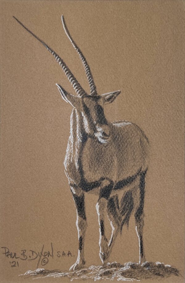 Image of Oryx by Paul Dixon