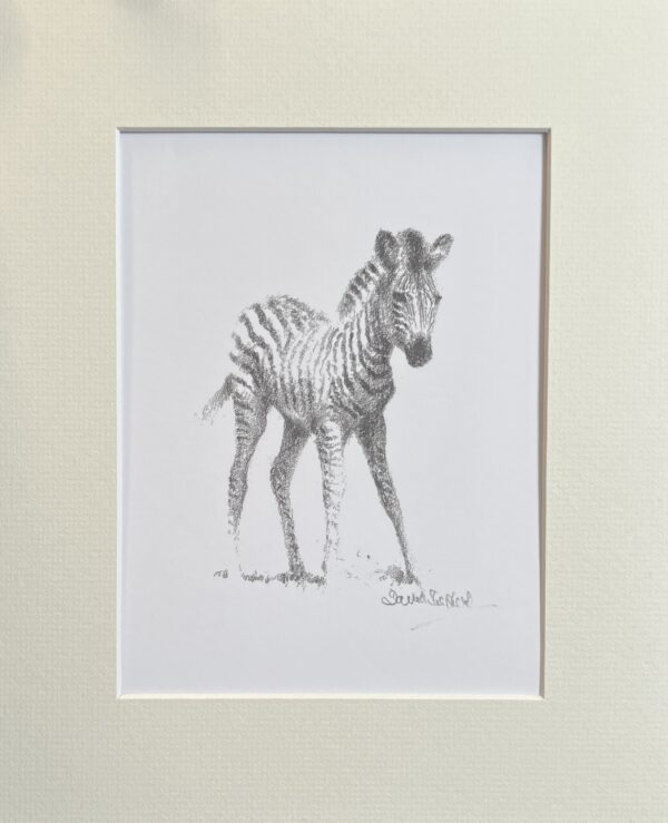 Image of David Shepherd Zebra wildlife sketch print