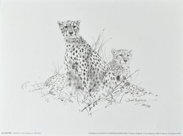Image of David Shepherd cheetah sketch