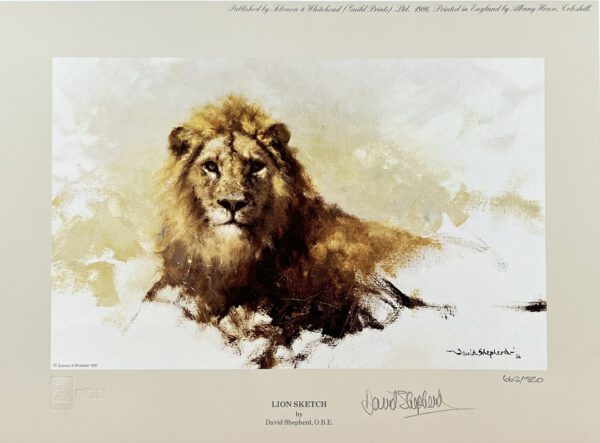 Image of David Shepherd Lion Sketch