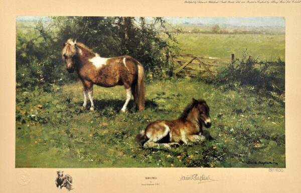 Image of Shelties by David Shepherd