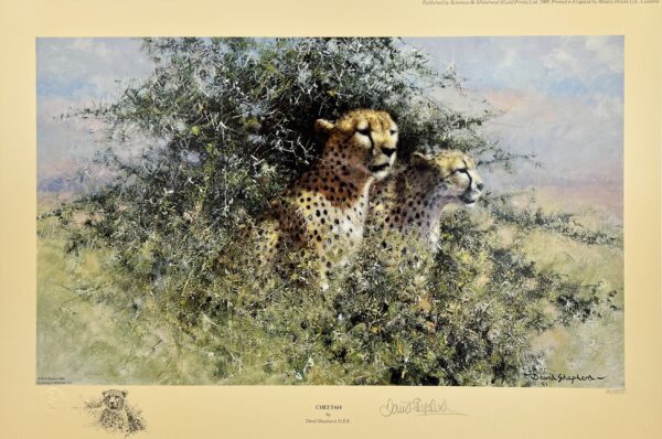 Cheetah by David Shepherd
