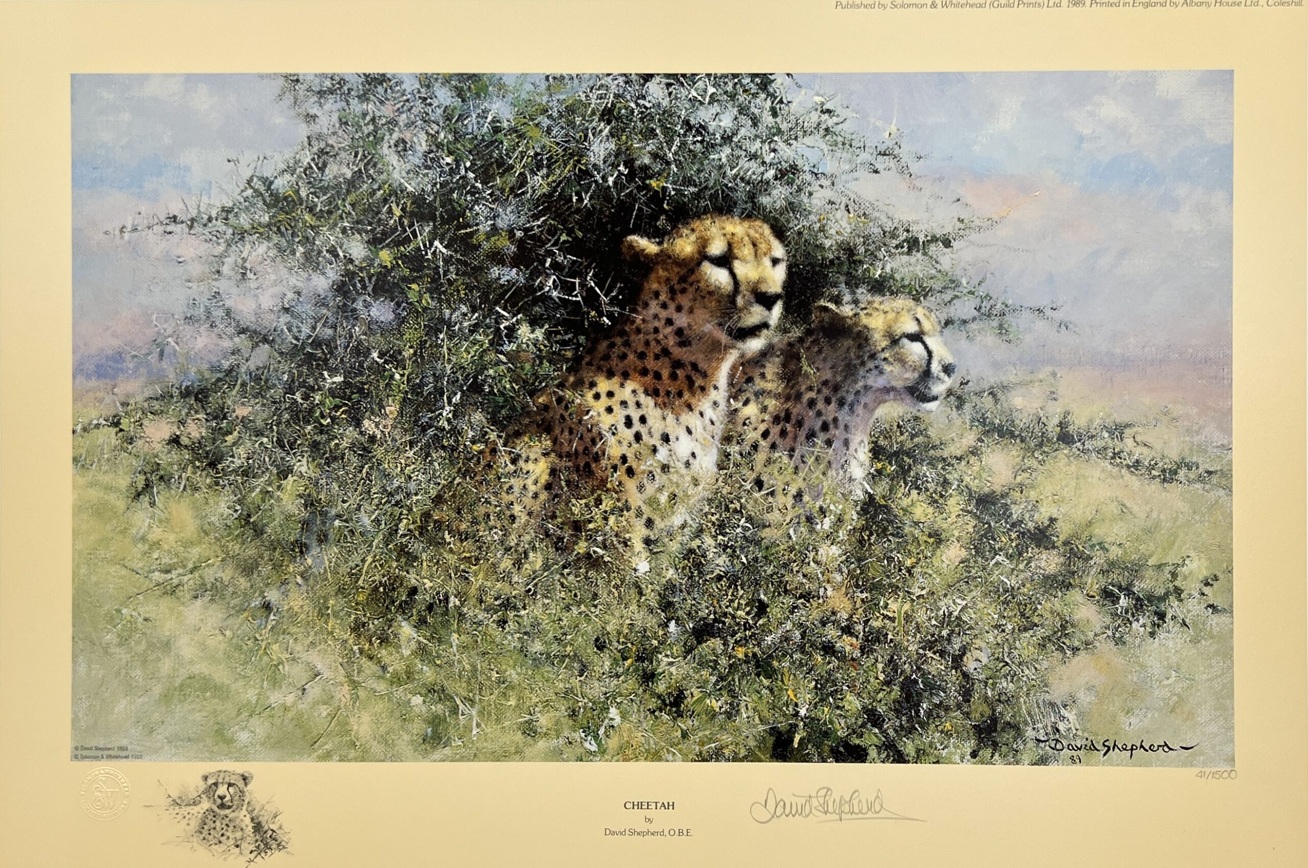 Cheetah David Shepherd Wildlife Foundation Cheetah David Shepherd Wildlife Foundation