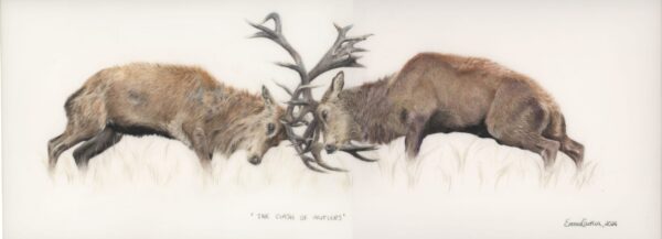 #WAY24MAIN56 Emma Greenwood - The Clash of Antlers