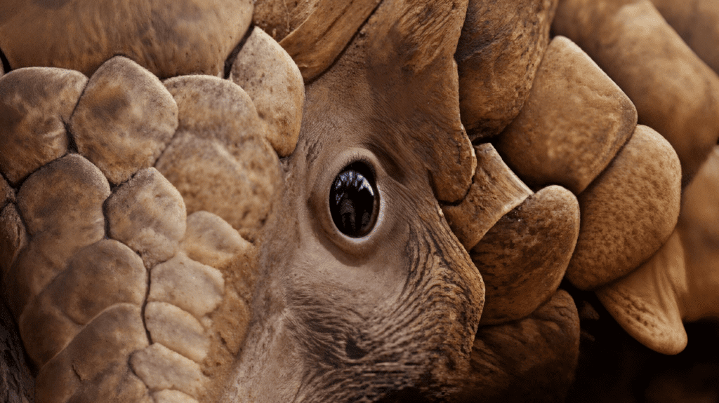 New AI campaign exposes how wildlife crime is driving extinction 