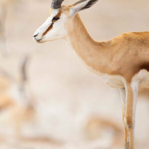 Image from Pete Downing book Etosha