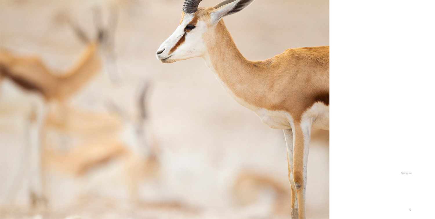 Image from Pete Downing book Etosha