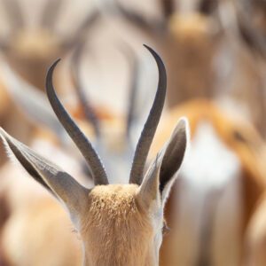 Image from Pete Downing book Etosha