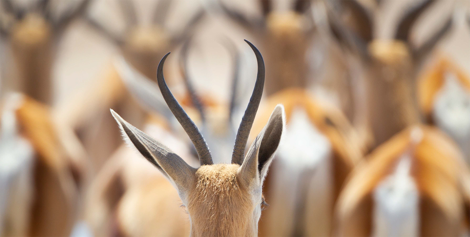 Image from Pete Downing book Etosha