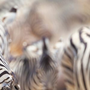 Image from Pete Downing book Etosha