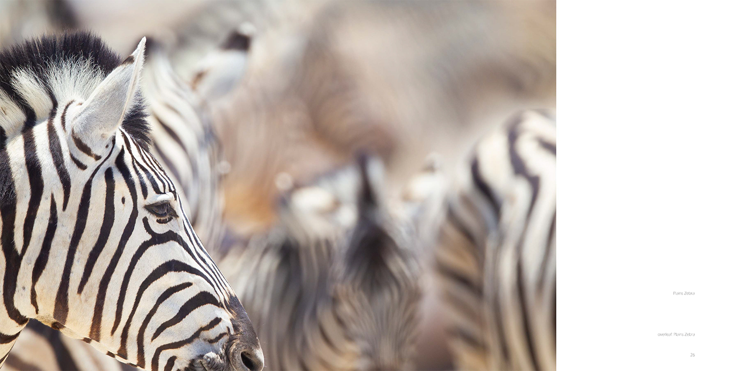 Image from Pete Downing book Etosha