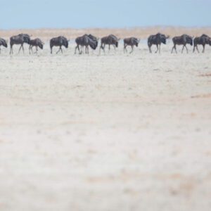 Image from Pete Downing book Etosha