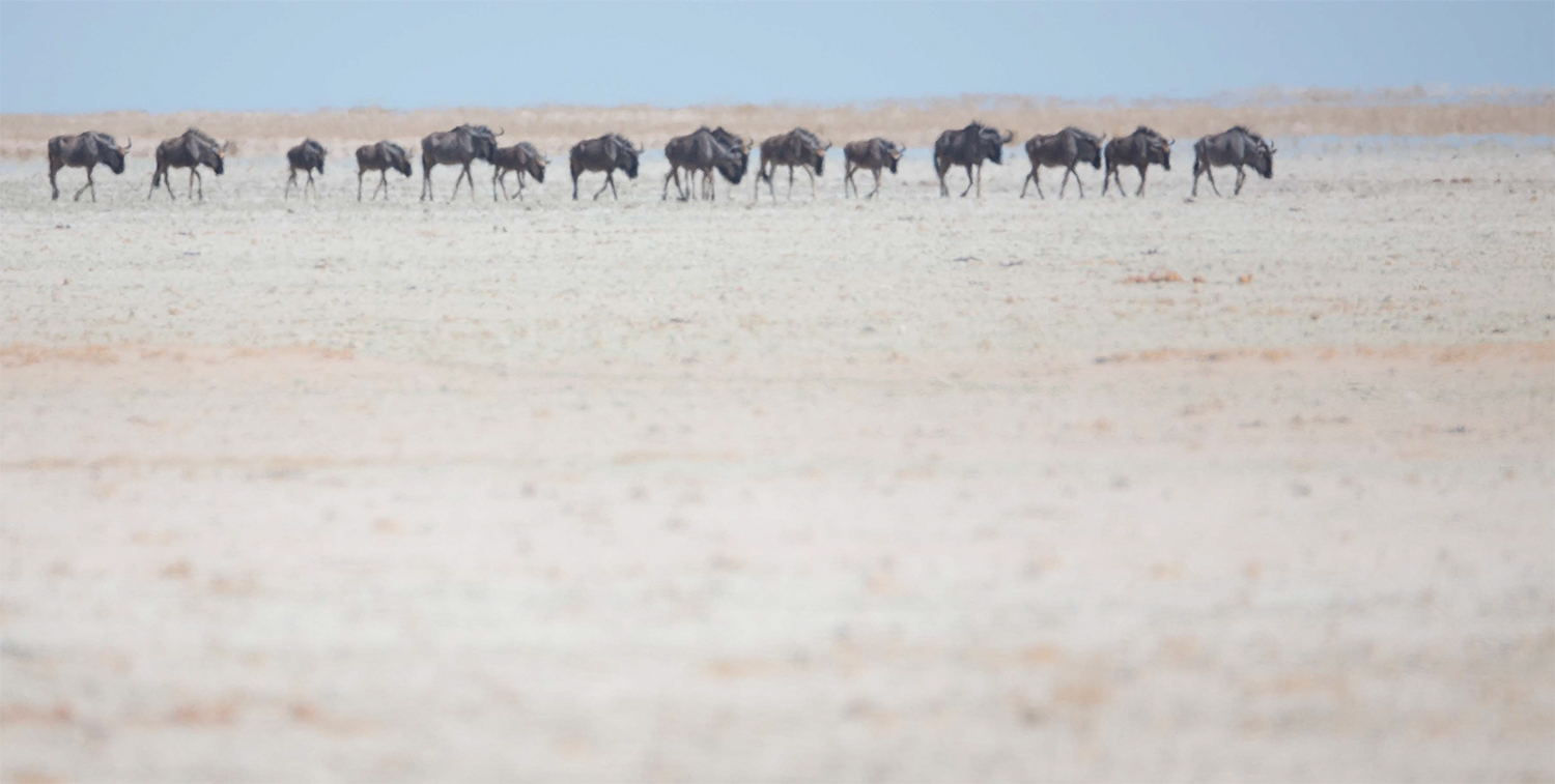 Image from Pete Downing book Etosha