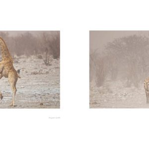 Image from Pete Downing book Etosha