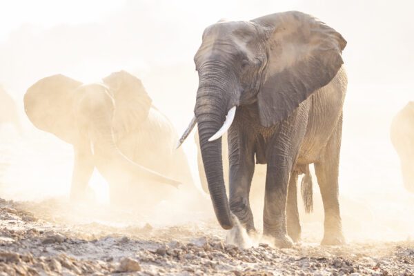 Image of Elephant Sandbathing I by Pete Downing