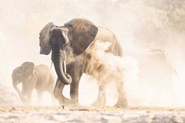 Image of Elephant Sandbathing II by Pete Downing