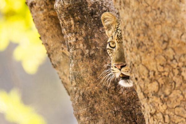 Image of The Leopard by Pete Downing