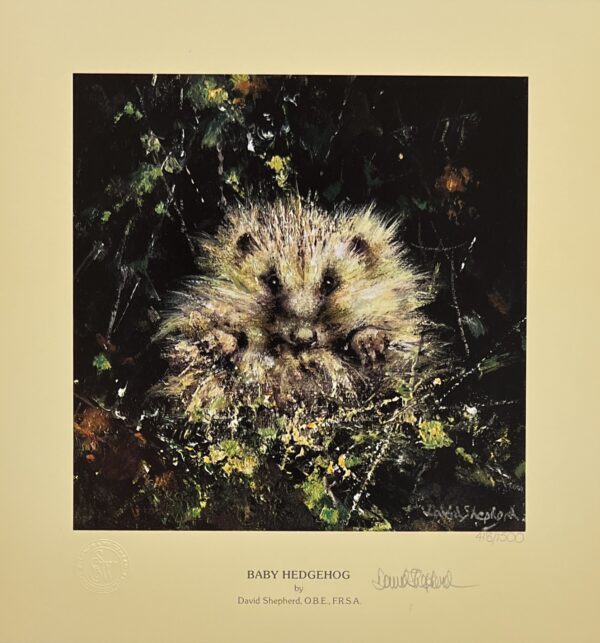 Image of Baby Hedgehog by David Shepherd