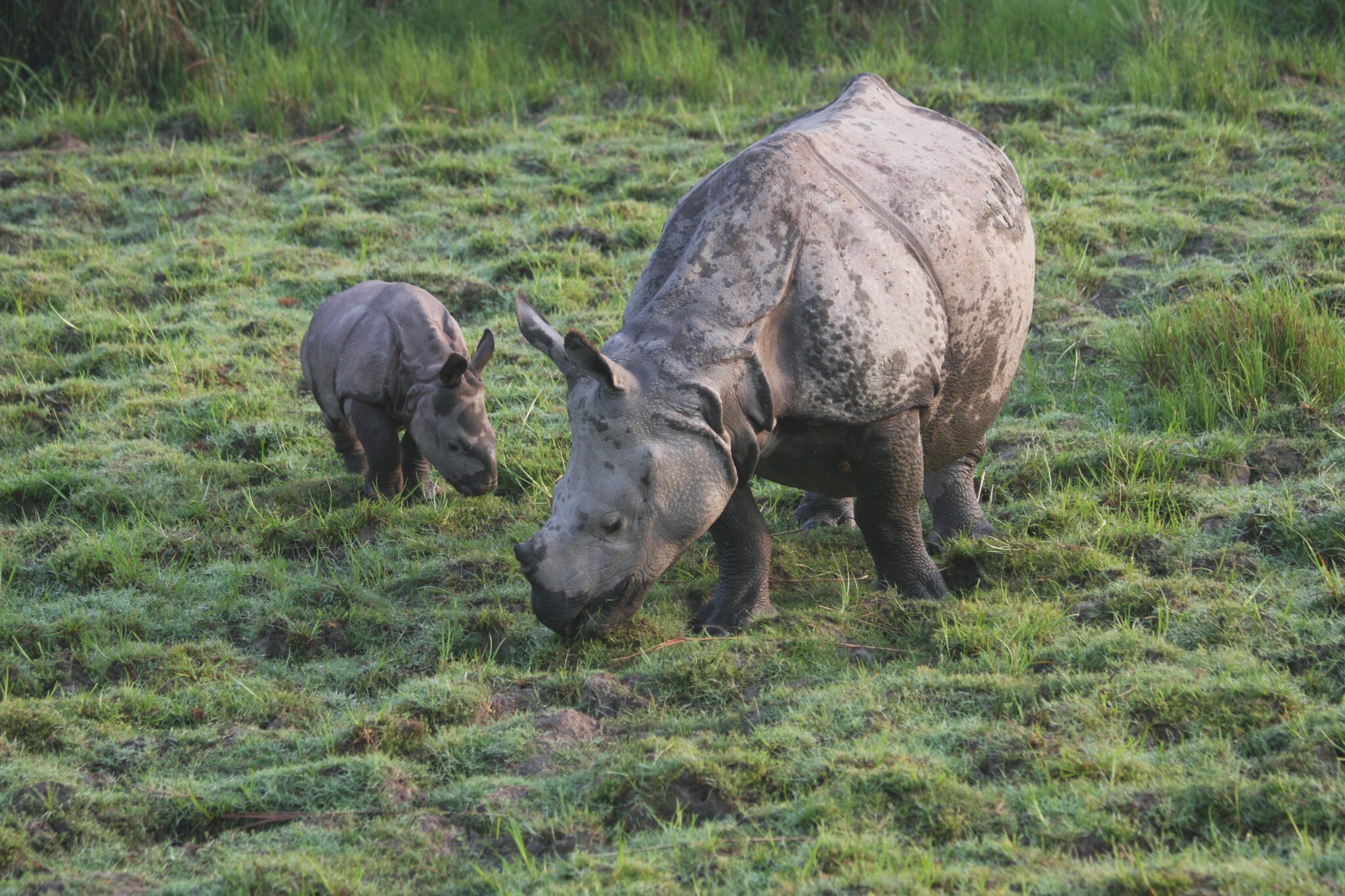 In the Footsteps of Giants: A Crash of Rhinos | David Shepherd Wildlife ...