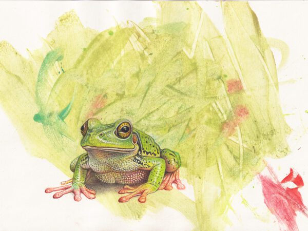 Image of Frog by Mart and Marella