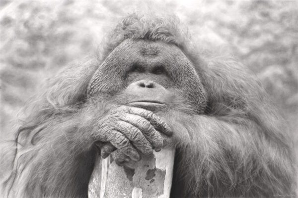 #WAY046 Alex Fleming - Orangutan