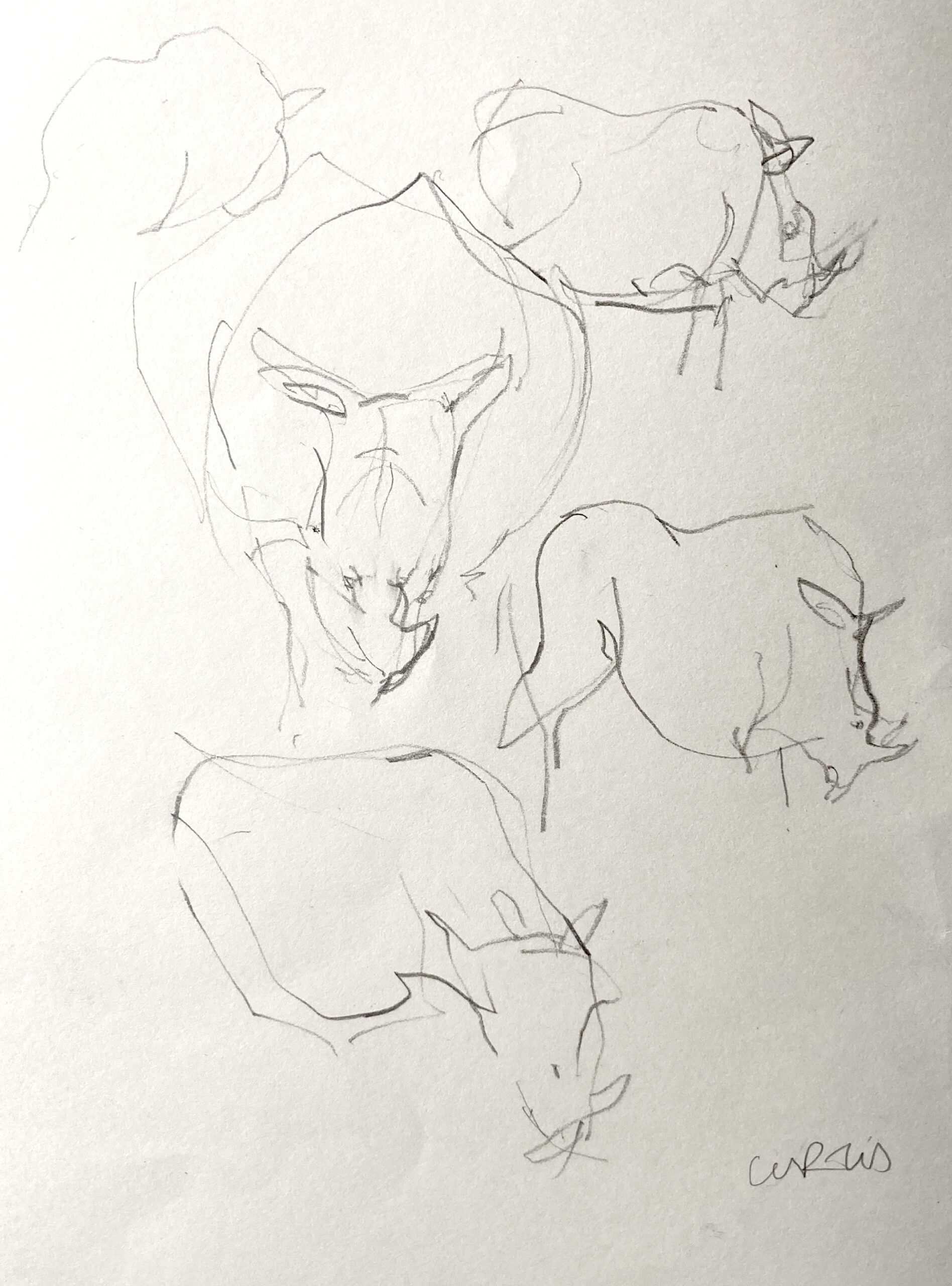 #WAY24MAIN31 Andrew Curtis - Rhino Bothering - Namibia Safari Sketchbook