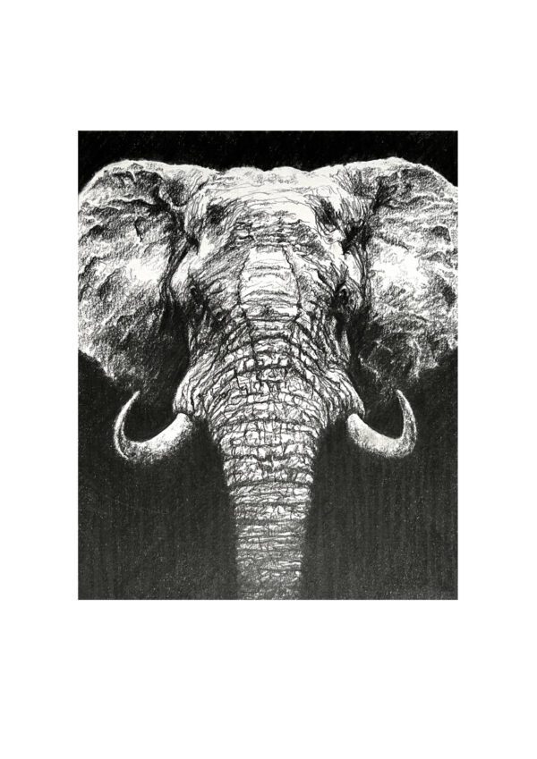 Elephant Two