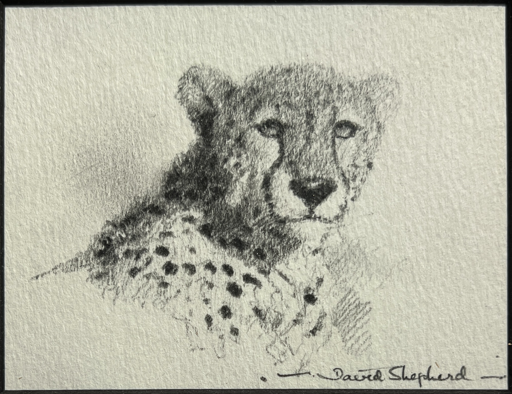 Cheetah Cameo