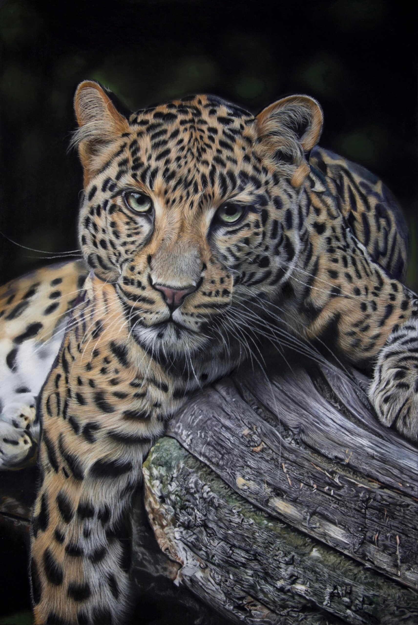 #WAY110 Clare Parkes - A Leopard's Gaze