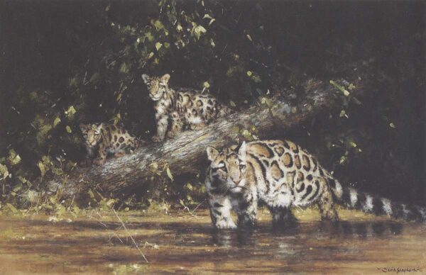 Clouded Leopard and Cubs