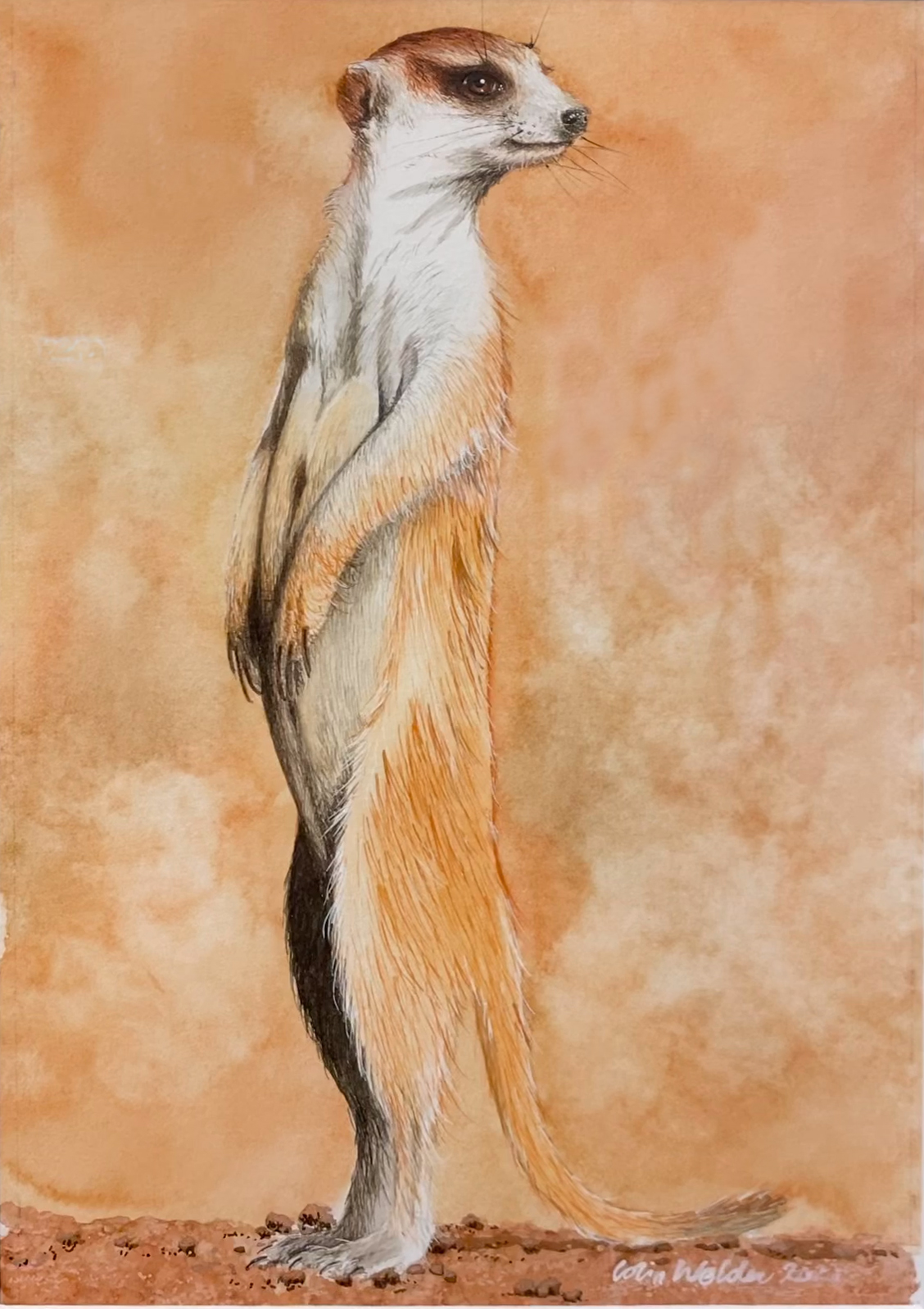 #WAY153 Colin Welden - On Watch (Meerkat on Lookout)