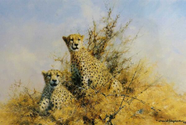 African Cheetah