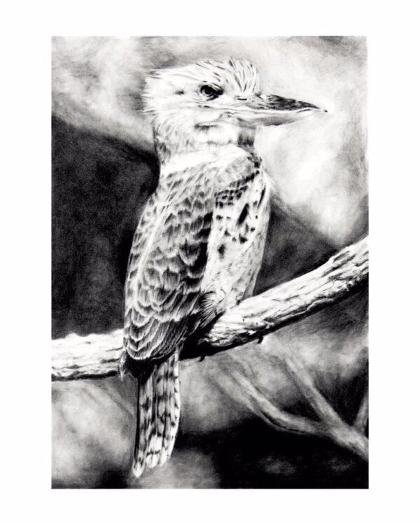 Kookaburra
