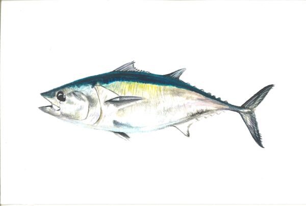 WAY Sketch for Wildlife - Blue Finned Tuna by Enrico Fuser