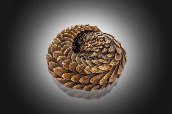 Pangolin Coming out of Lockdown