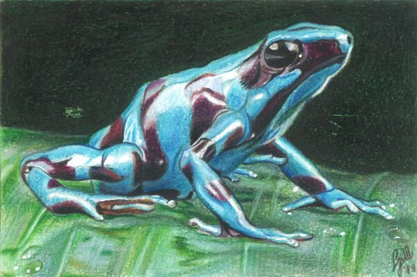 WAY Sketch for Wildlife 2018 - Poison Dart Frog
