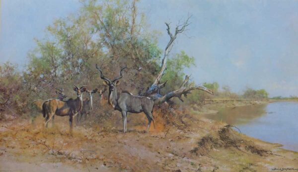 Greater Kudu