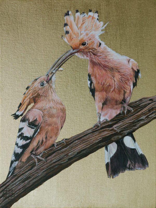 Hoopoe