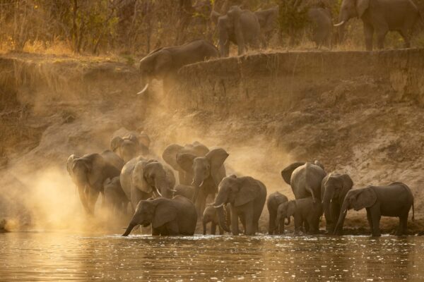 Elephants at the Waterside