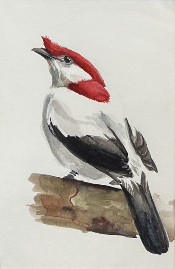 WAY Sketch for Wildlife - Bird, Red Head by Jung Jang