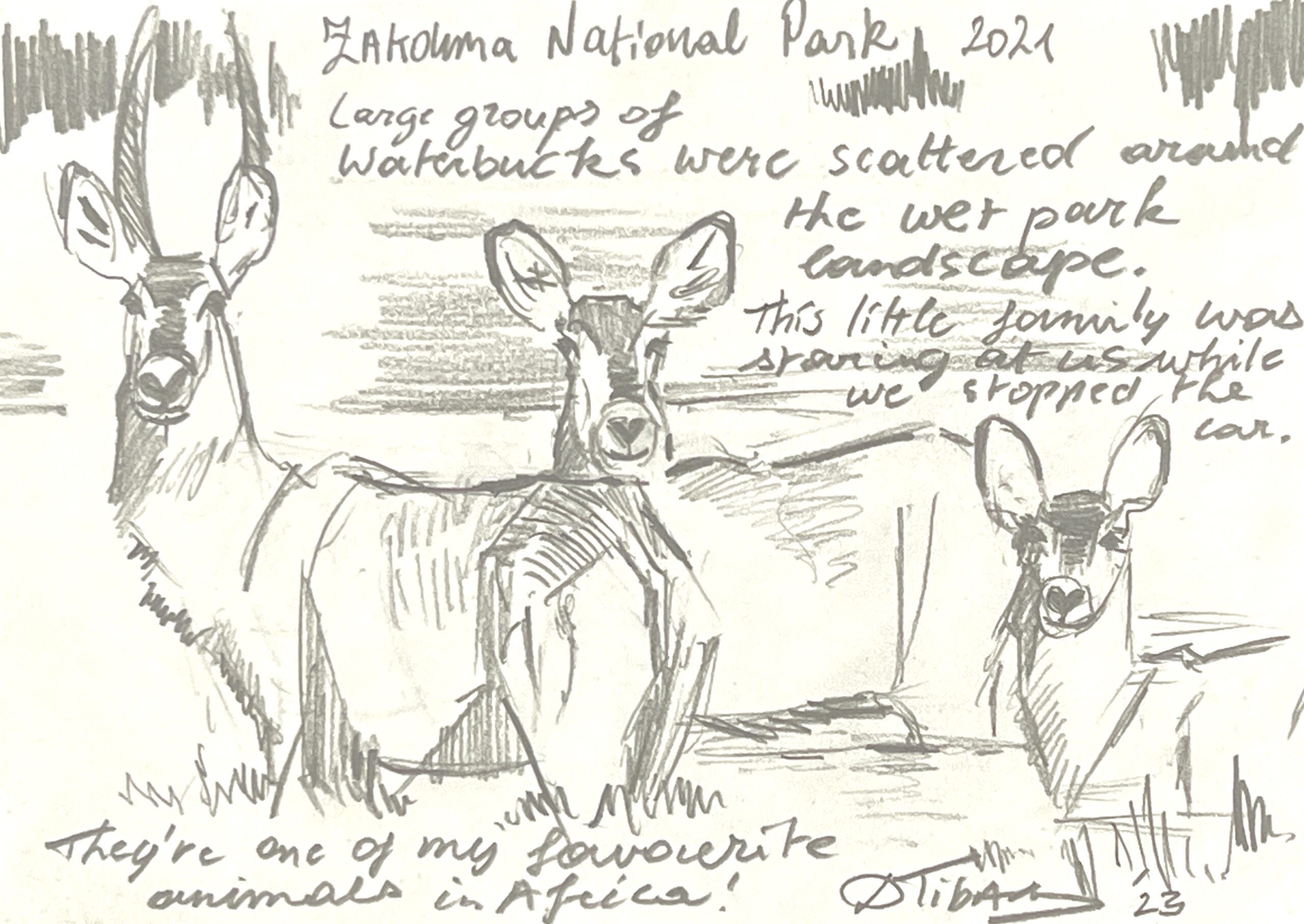 WAY Sketch for Wildlife 2023 - Waterbuck by Detlef Tibax